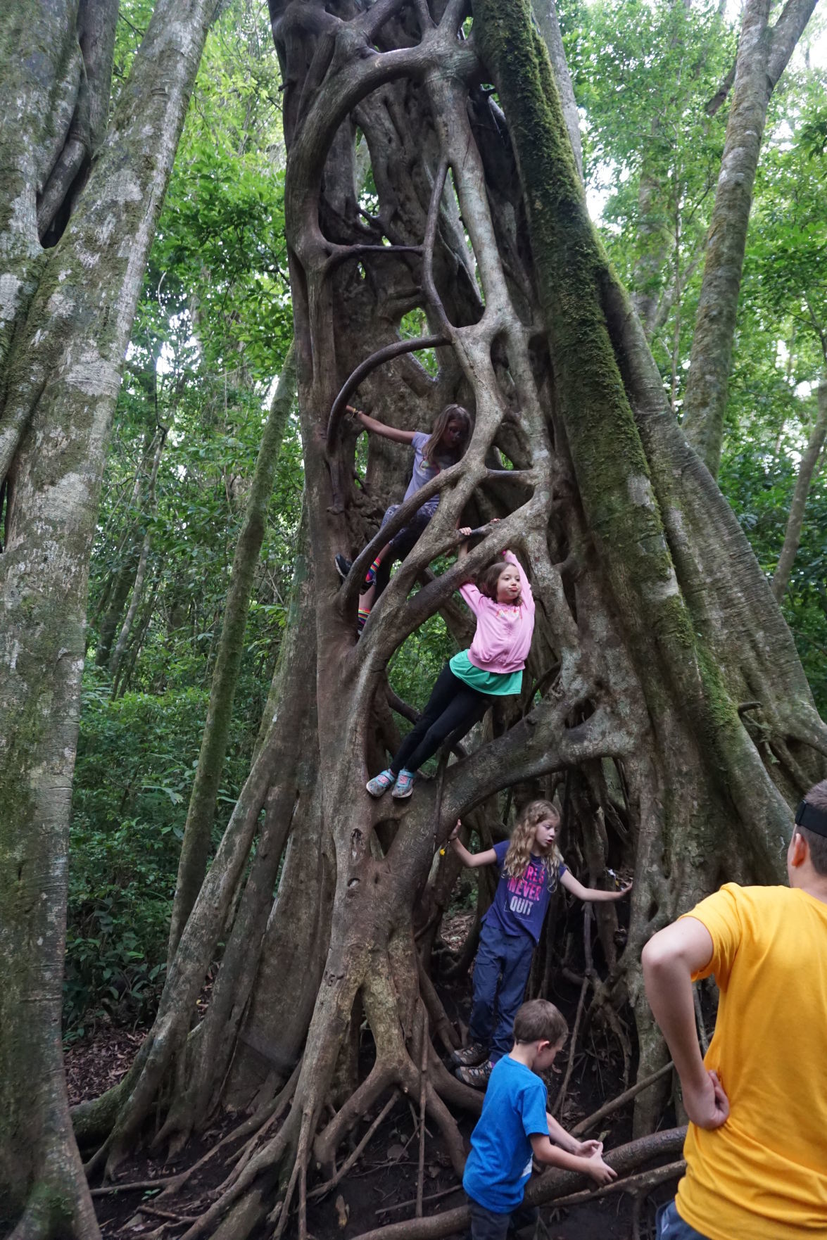 kids in tree.jpg